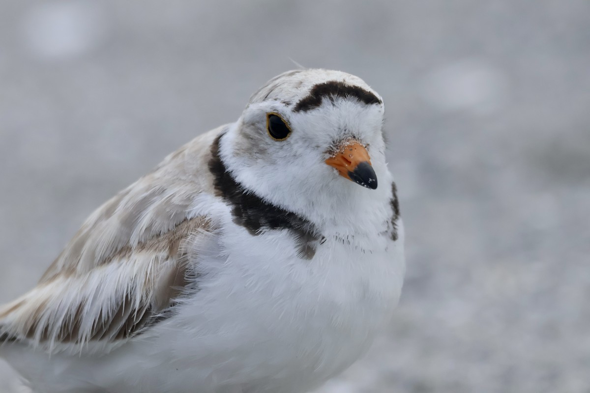 Piping Plover - ML589058071