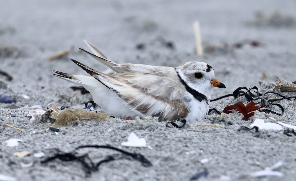 Piping Plover - ML589058081