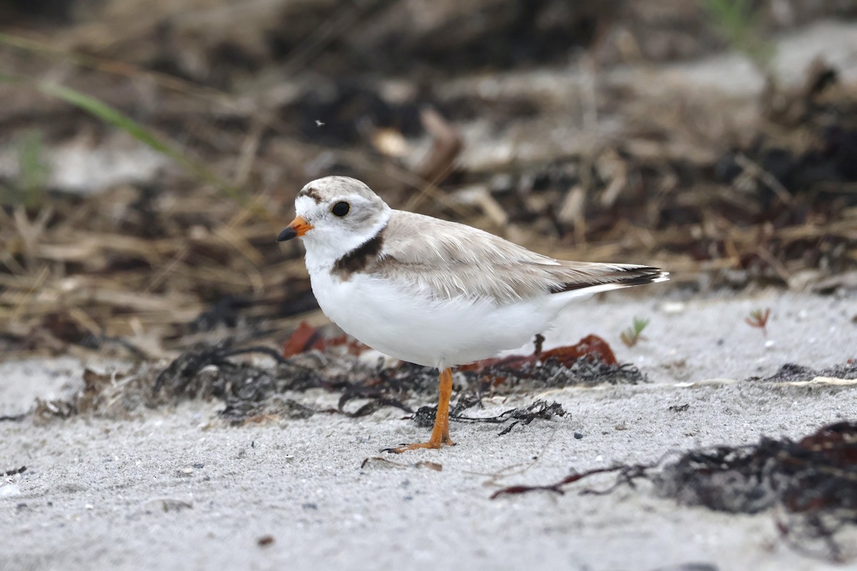 Piping Plover - ML589058101