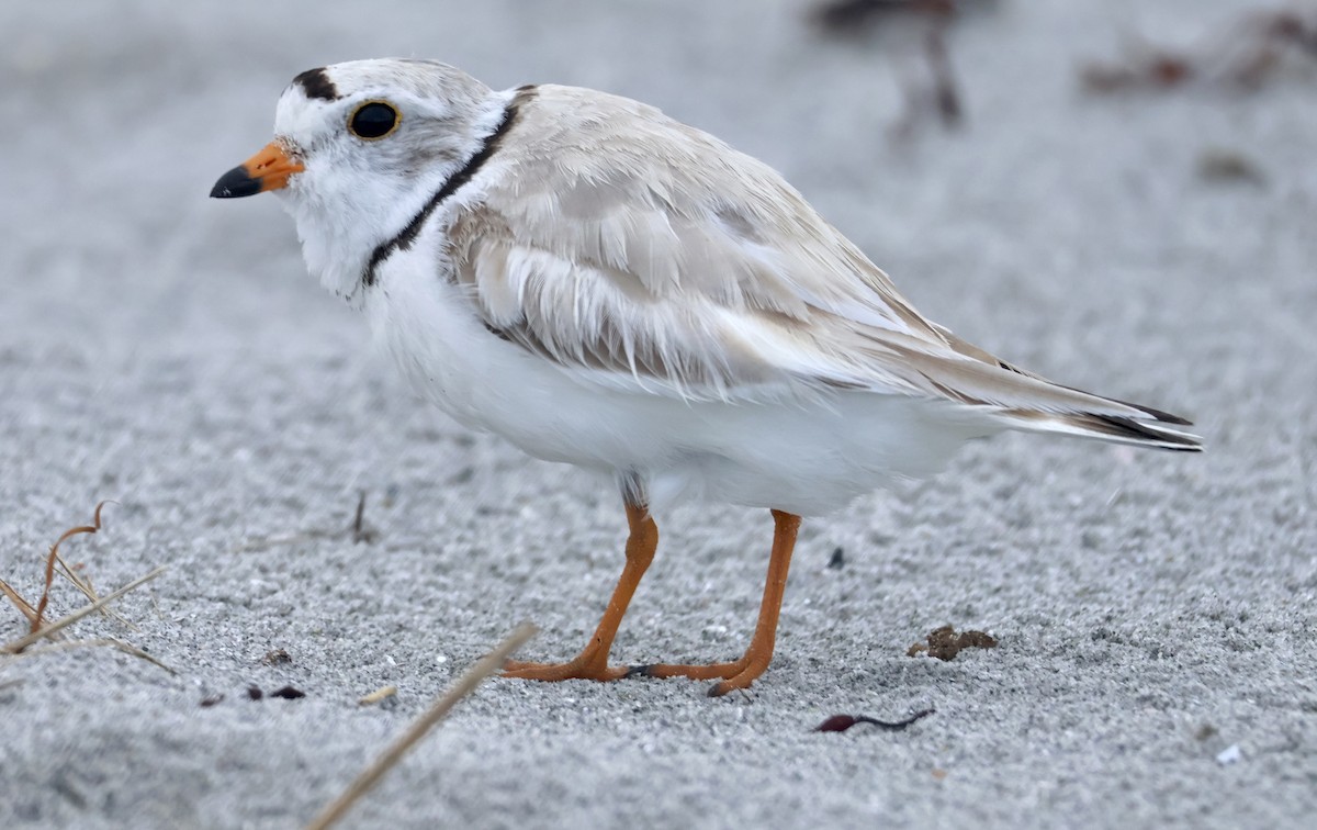 Piping Plover - ML589058111