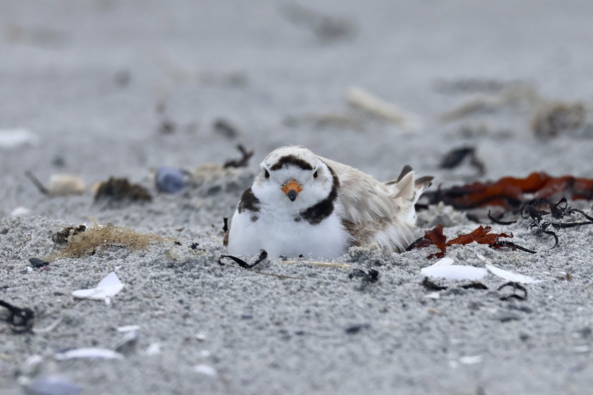 Piping Plover - ML589058121