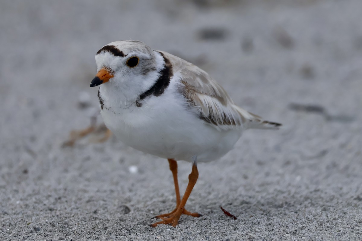 Piping Plover - ML589058141