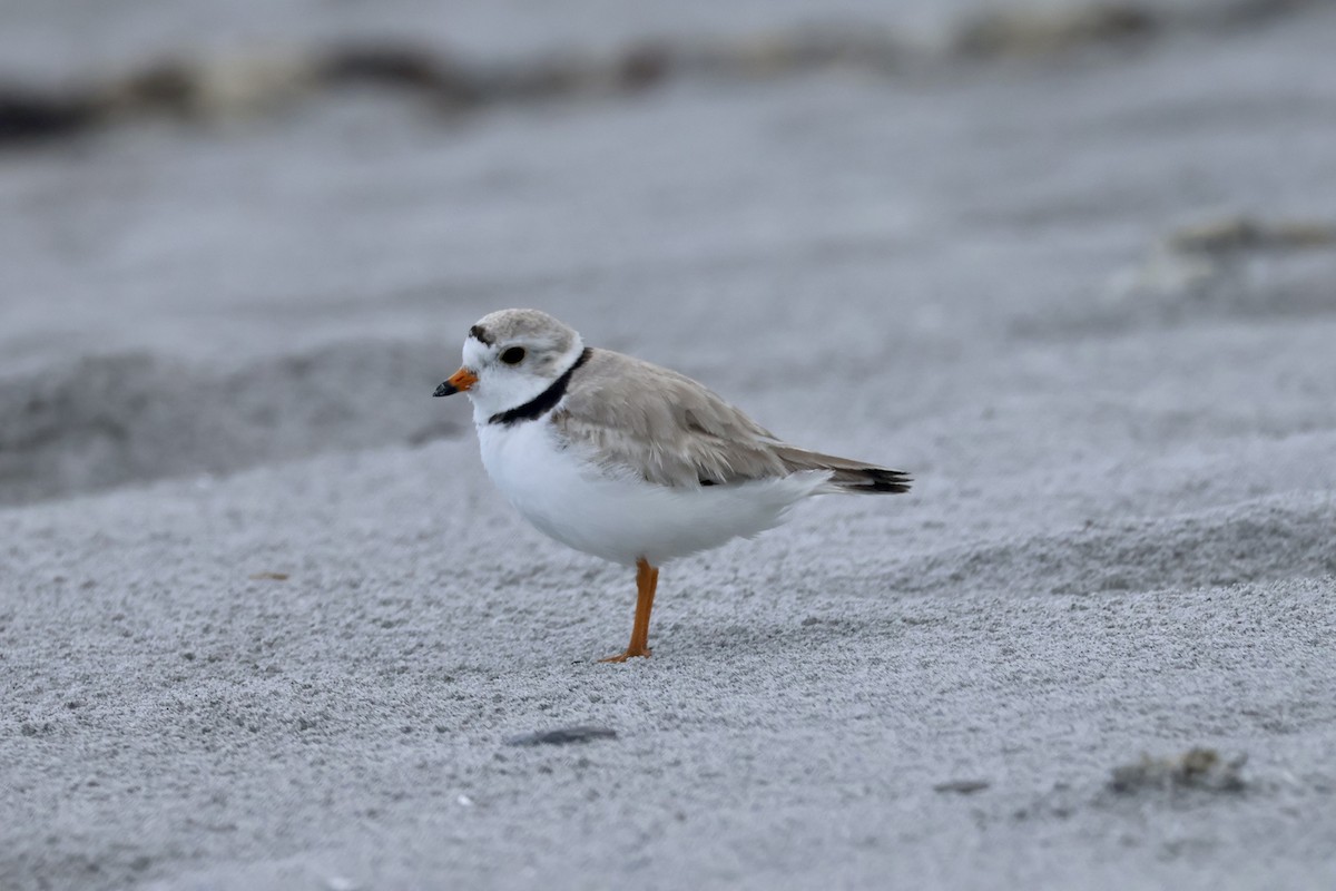 Piping Plover - ML589058161