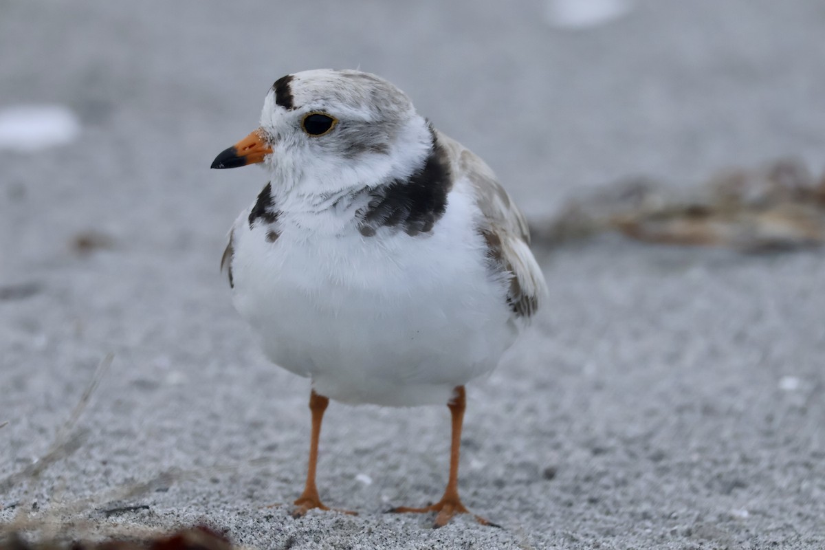 Piping Plover - ML589058181