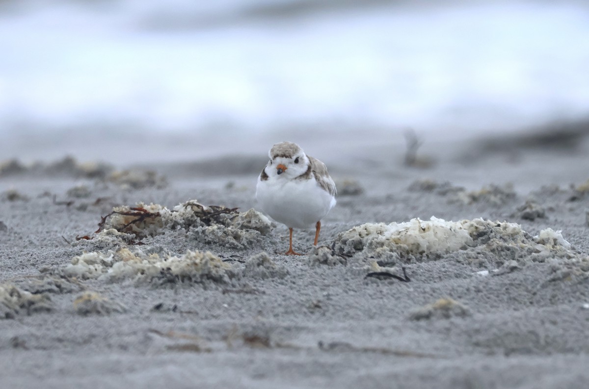 Piping Plover - ML589058191
