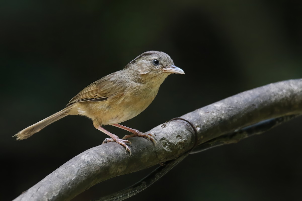 Brown-cheeked Fulvetta - ML589058231