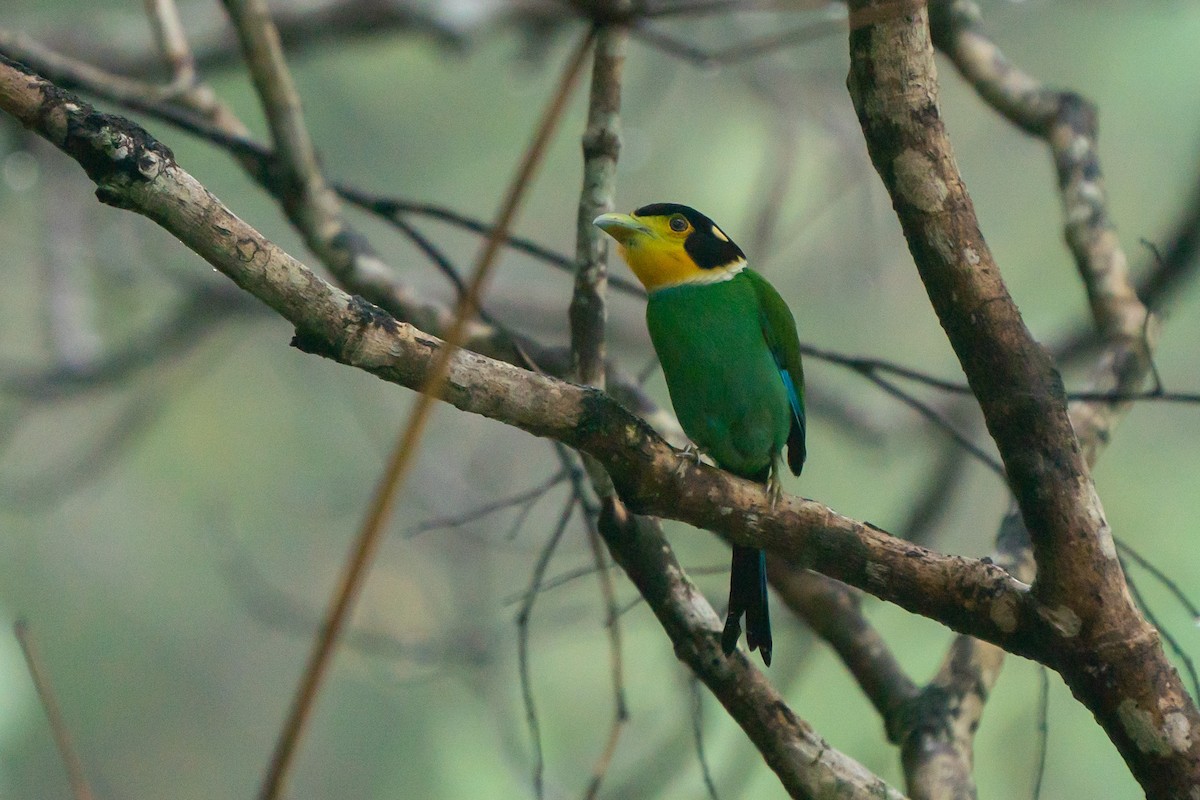 Long-tailed Broadbill - Songkran Thongon