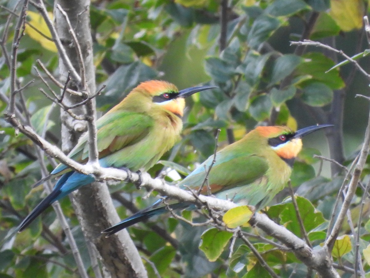 Rainbow Bee-eater - ML589059541