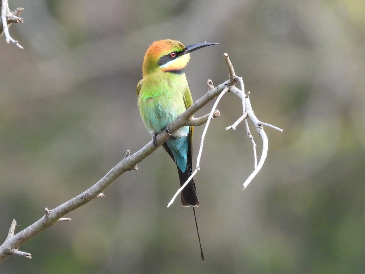 Rainbow Bee-eater - ML589059551