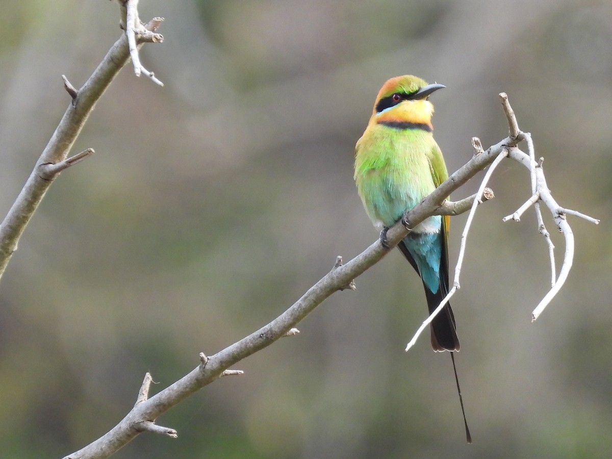Rainbow Bee-eater - ML589059561