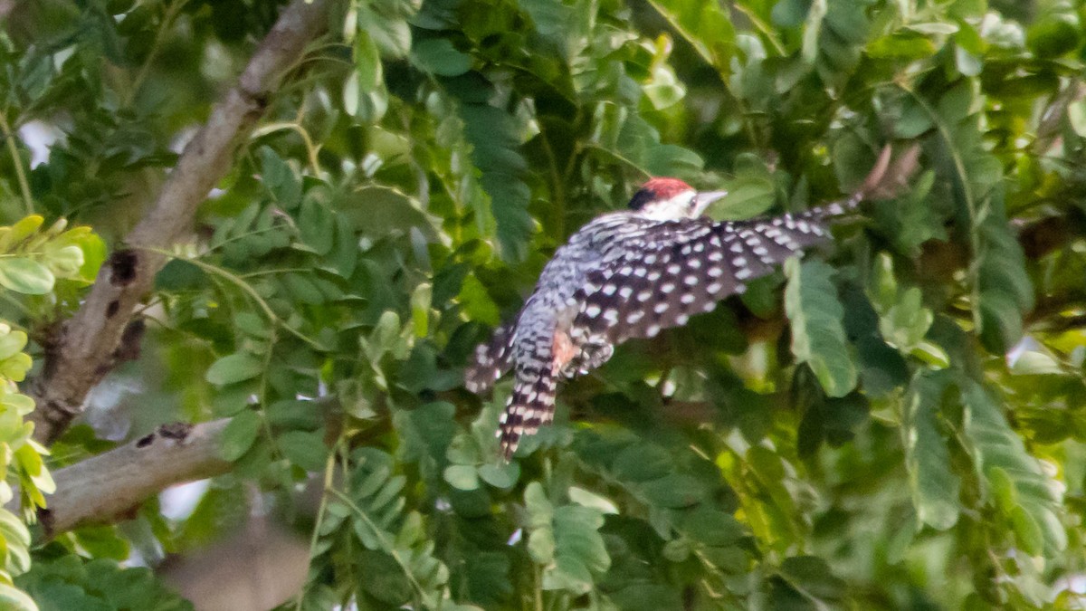 Freckle-breasted Woodpecker - Thasanakrit Thinunramet