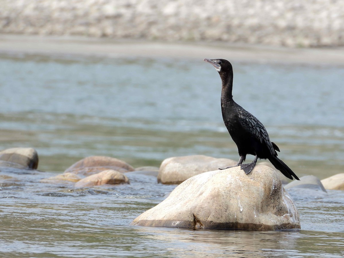 Little Cormorant - ANDRÉS SERRANO LAVADO