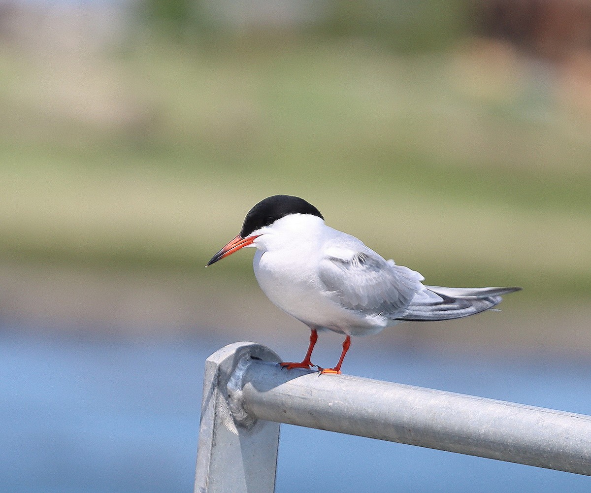 Common Tern - ML589061801