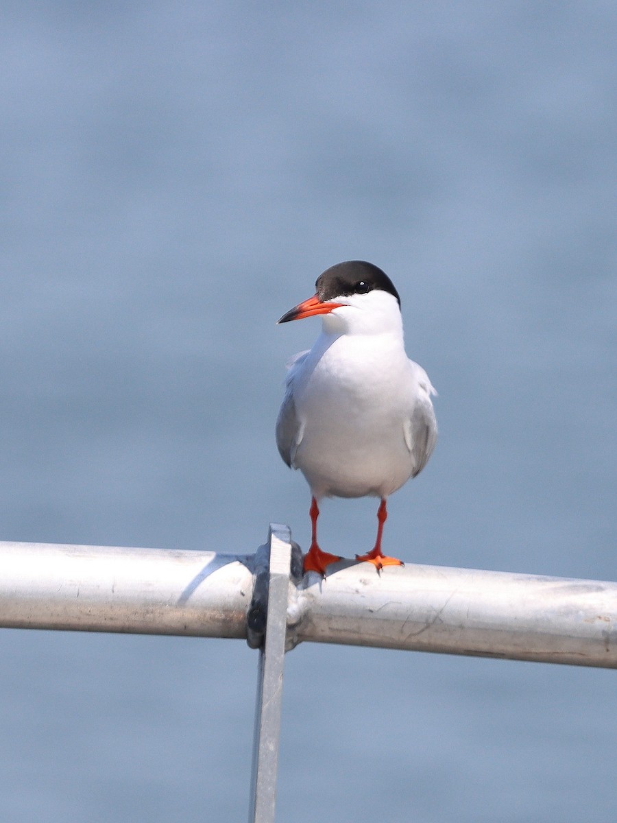 Common Tern - ML589061861