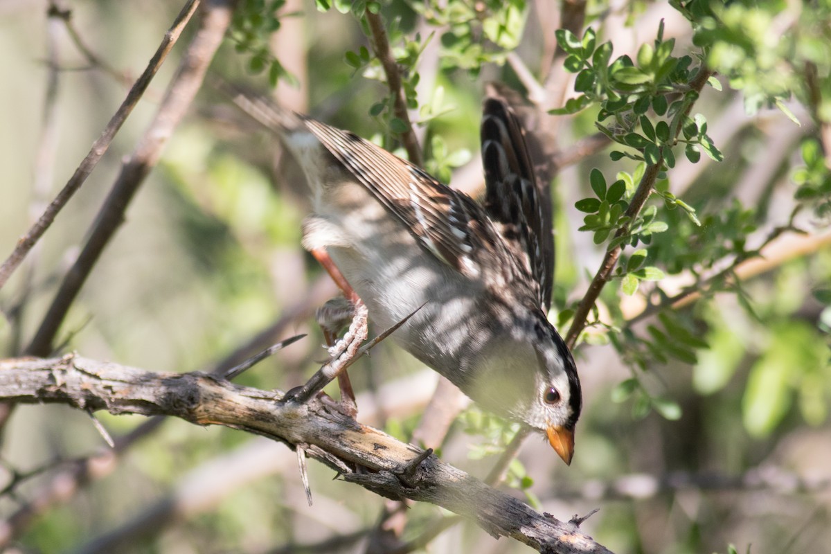 White-crowned Sparrow - Kris Perlberg