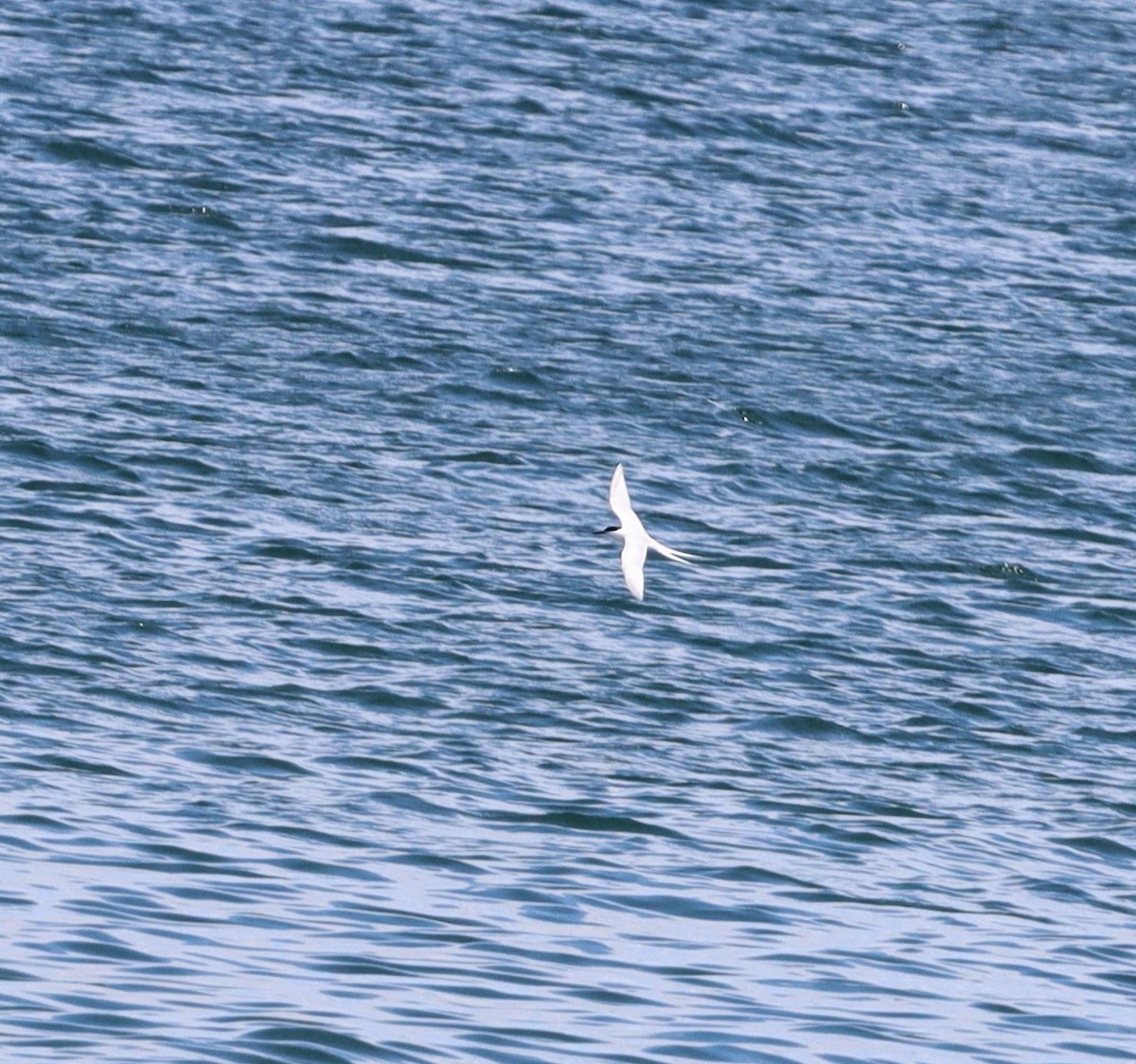 Roseate Tern - ML589061951