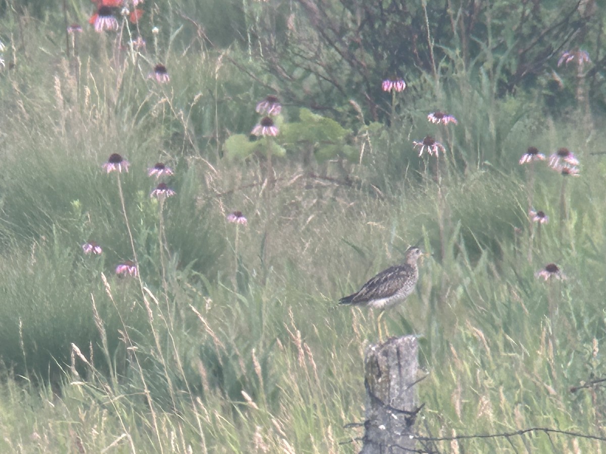 Upland Sandpiper - ML589062141