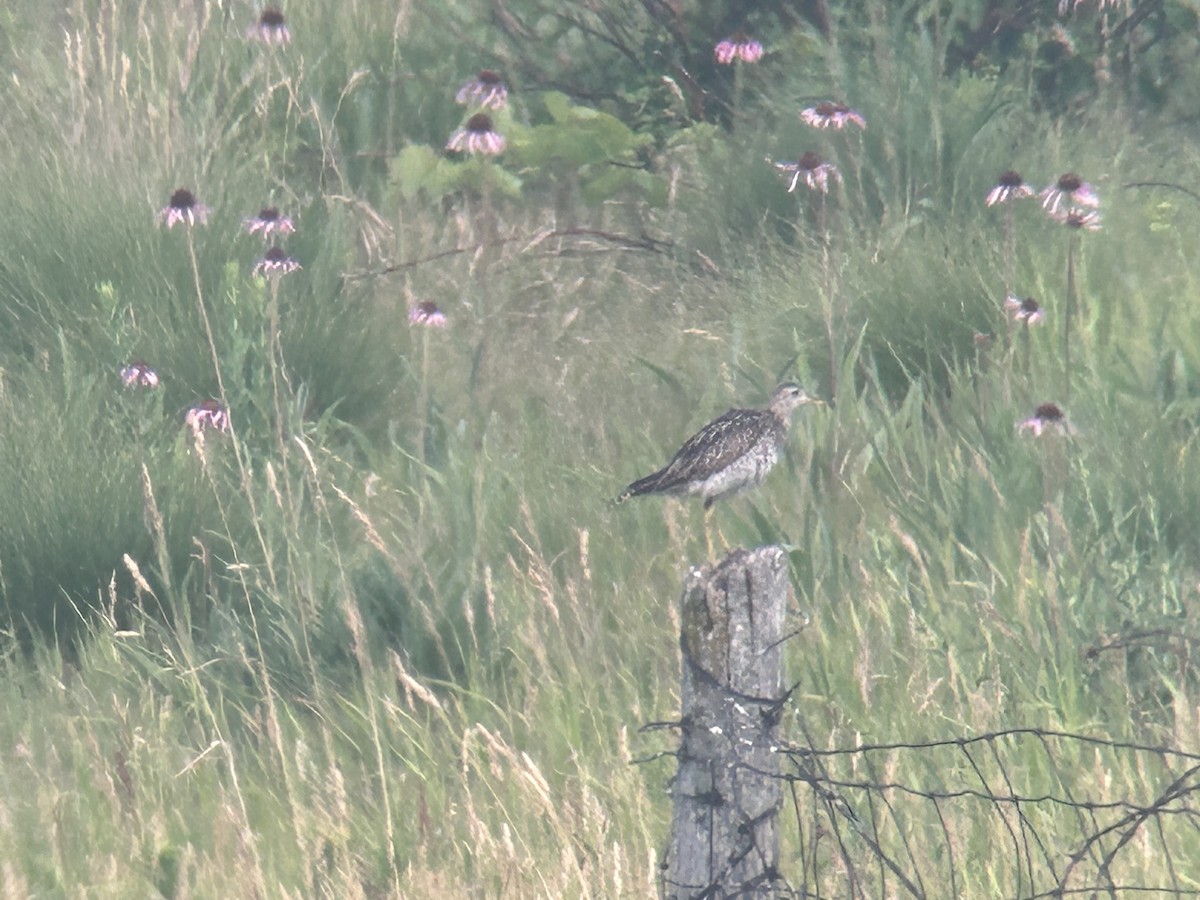 bartramie dlouhoocasá - ML589062151