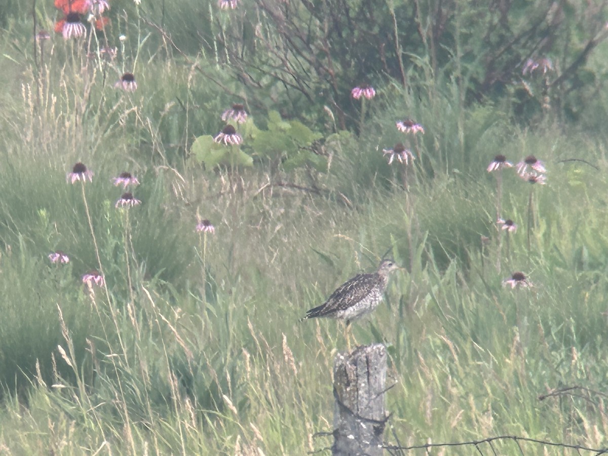 bartramie dlouhoocasá - ML589062161