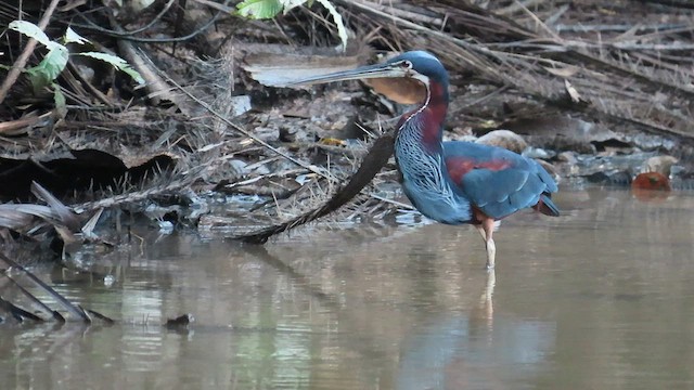 Garza Agamí - ML589062331