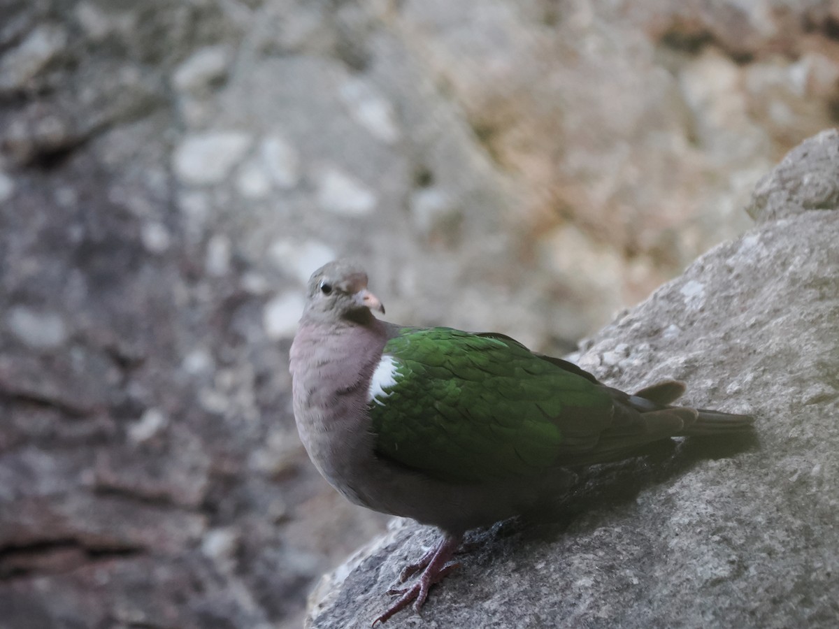 Palomita Esmeralda Cabeciparda - ML589064131