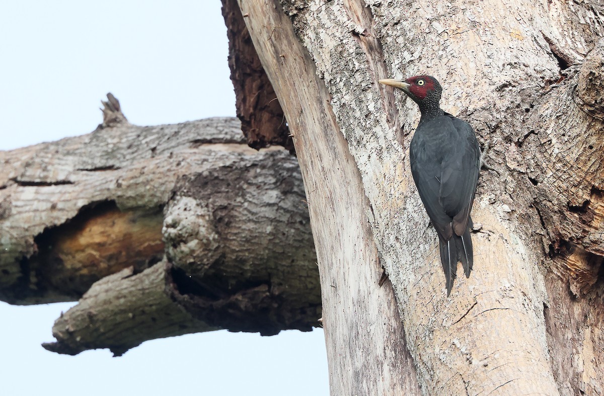 Northern Sooty-Woodpecker - Robert Hutchinson / Birdtour Asia