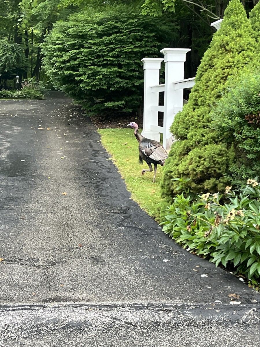 シチメンチョウ - ML589064881