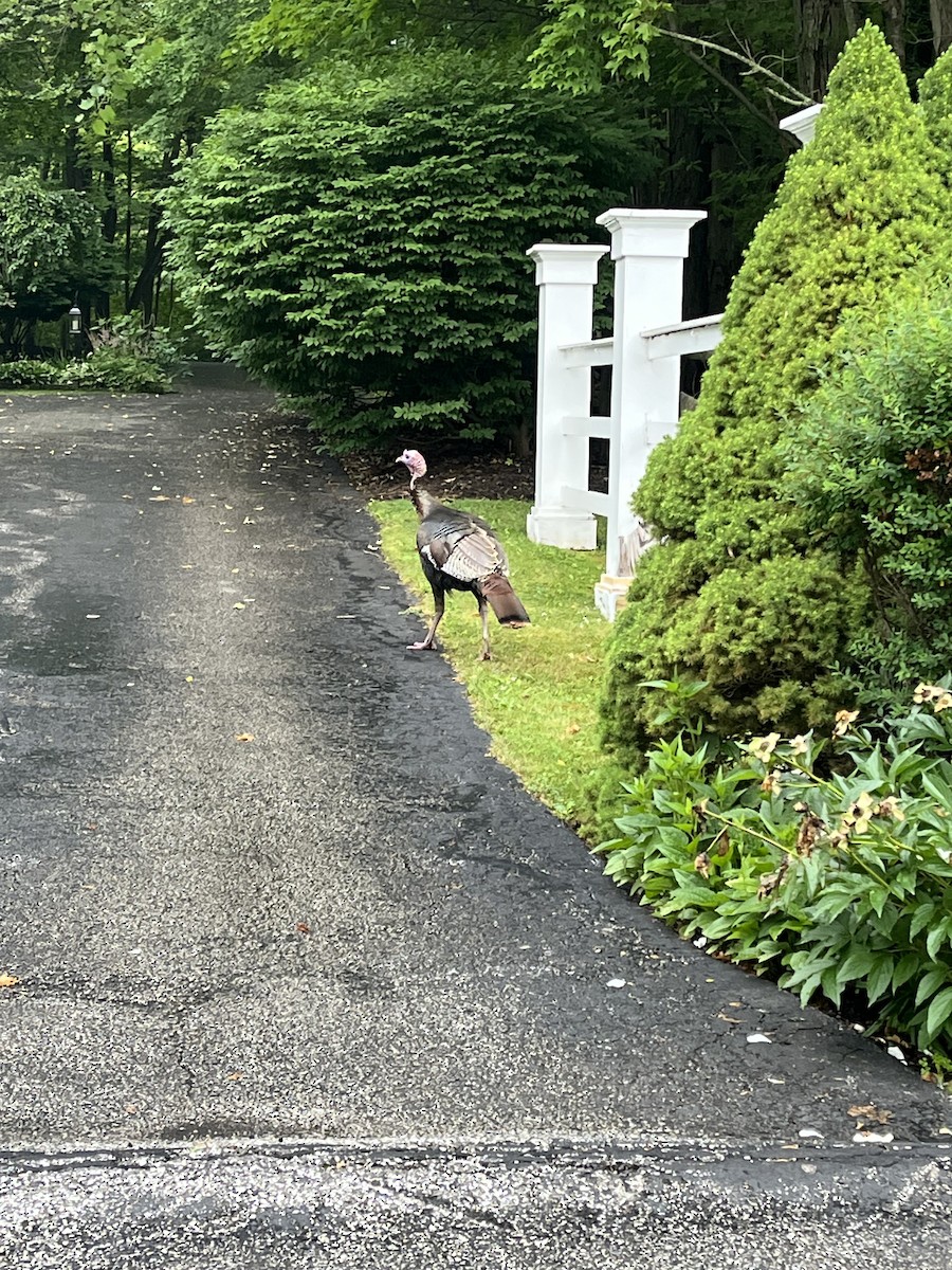 シチメンチョウ - ML589064891