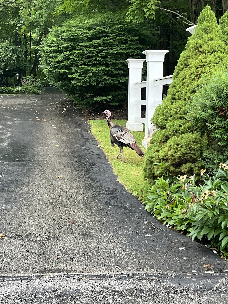 シチメンチョウ - ML589064901