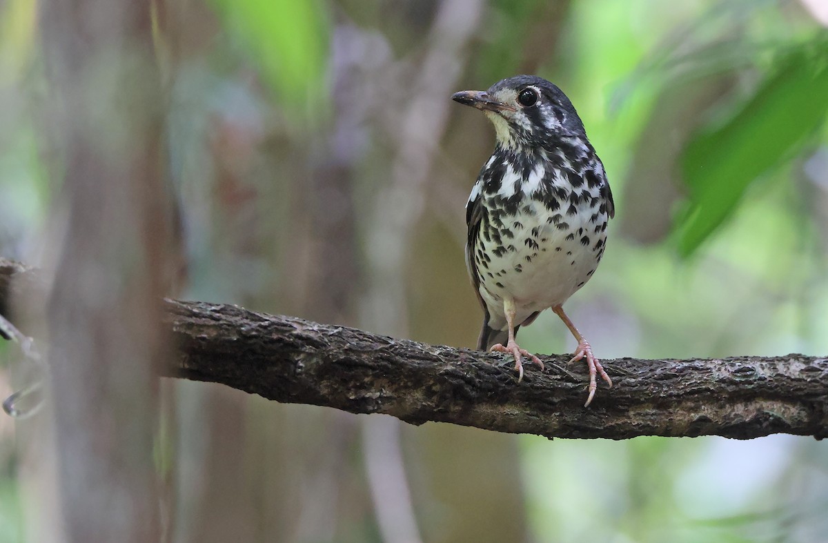 Ashy Thrush - ML589065011