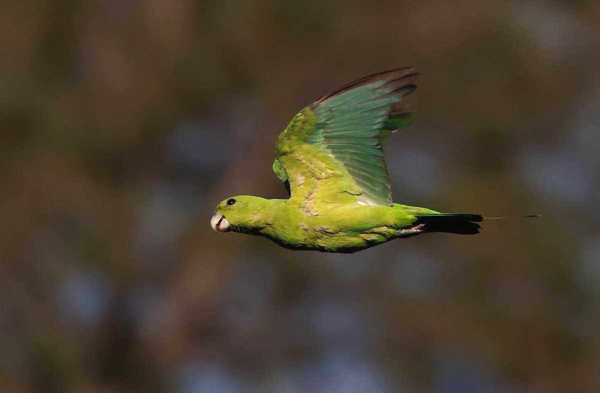 Green Racquet-tail - Robert Hutchinson / Birdtour Asia