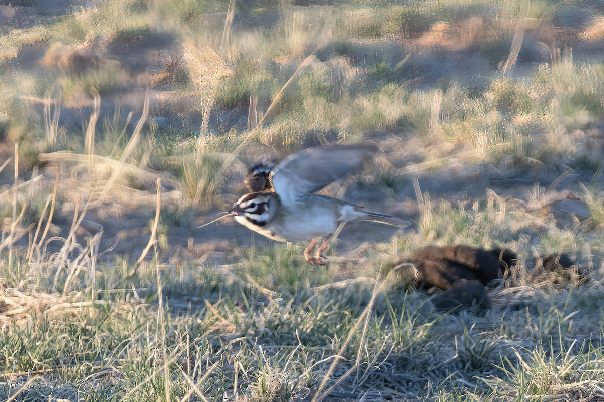 Lark Sparrow - ML589065801