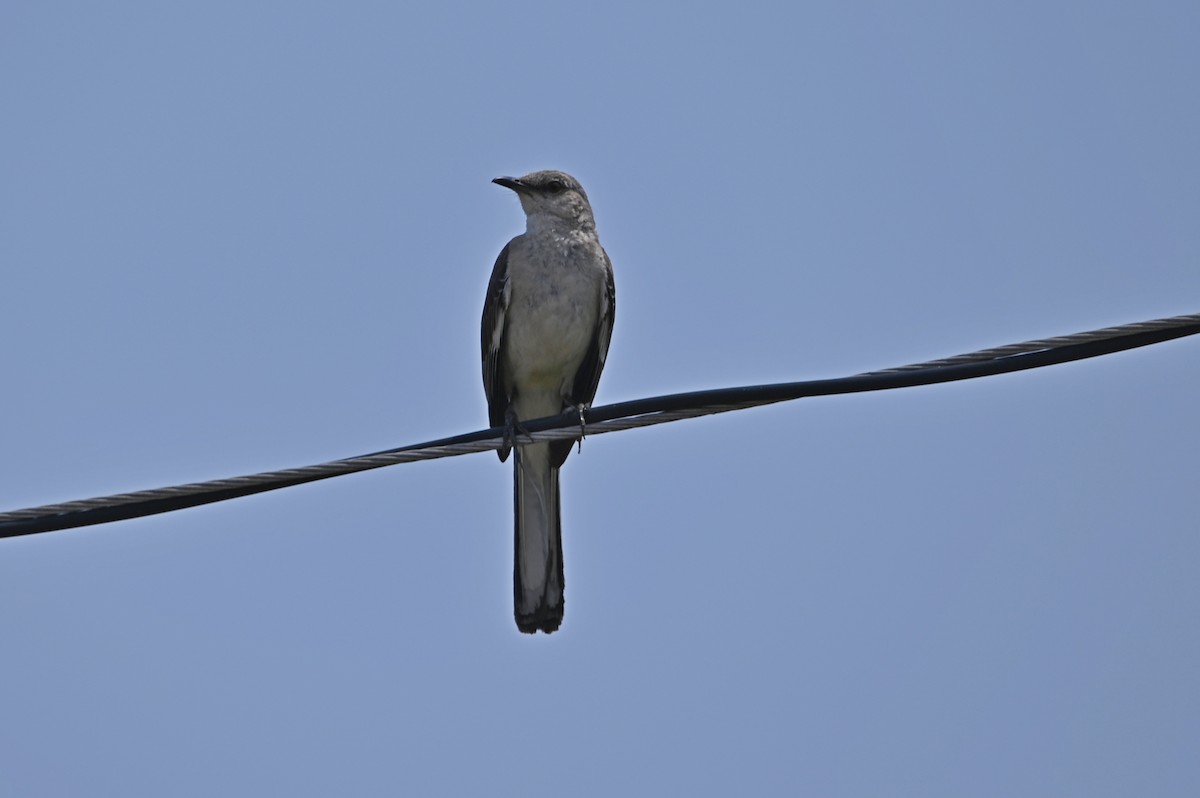 Northern Mockingbird - ML589065961