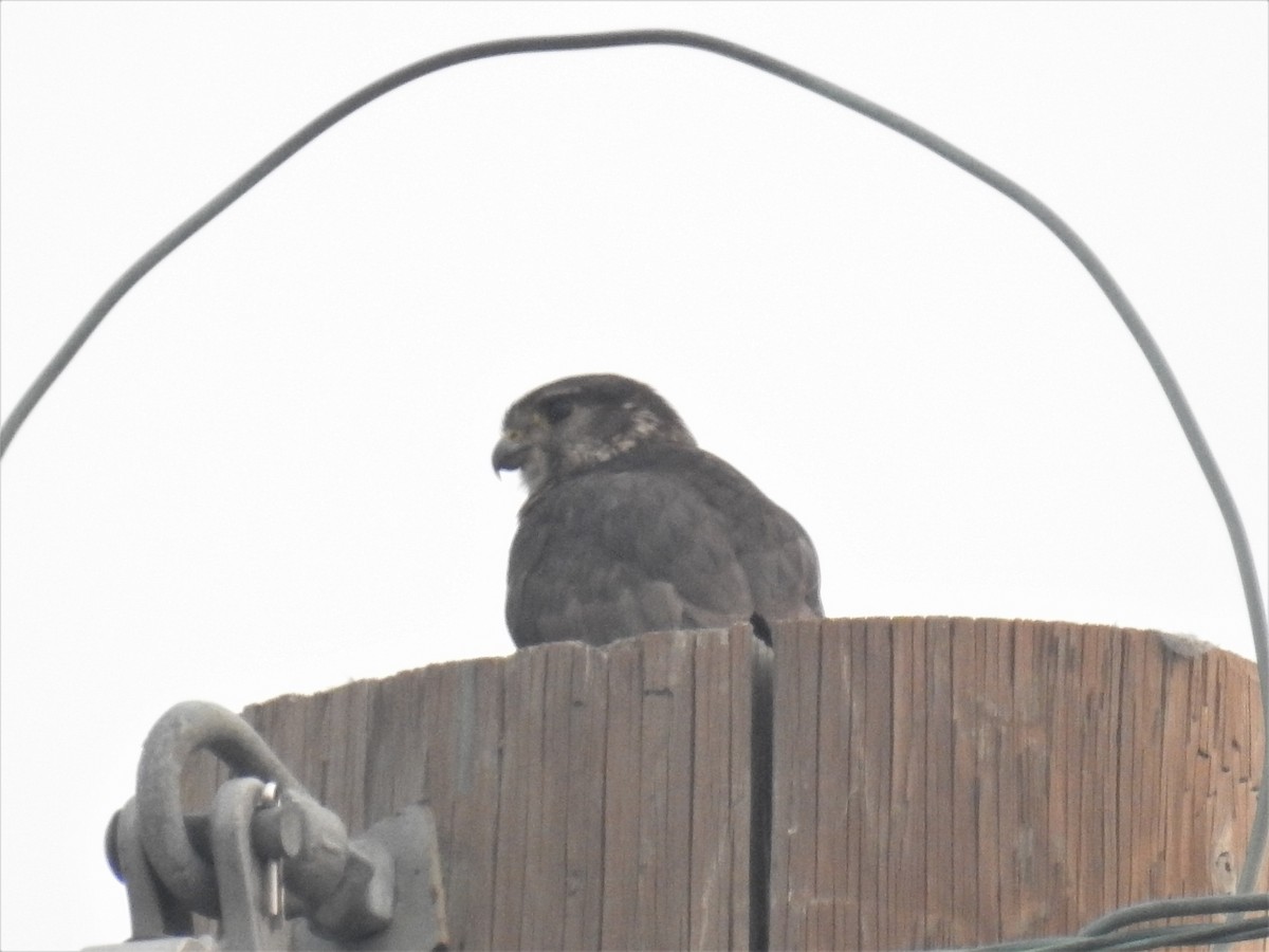 Merlin - ML589066221