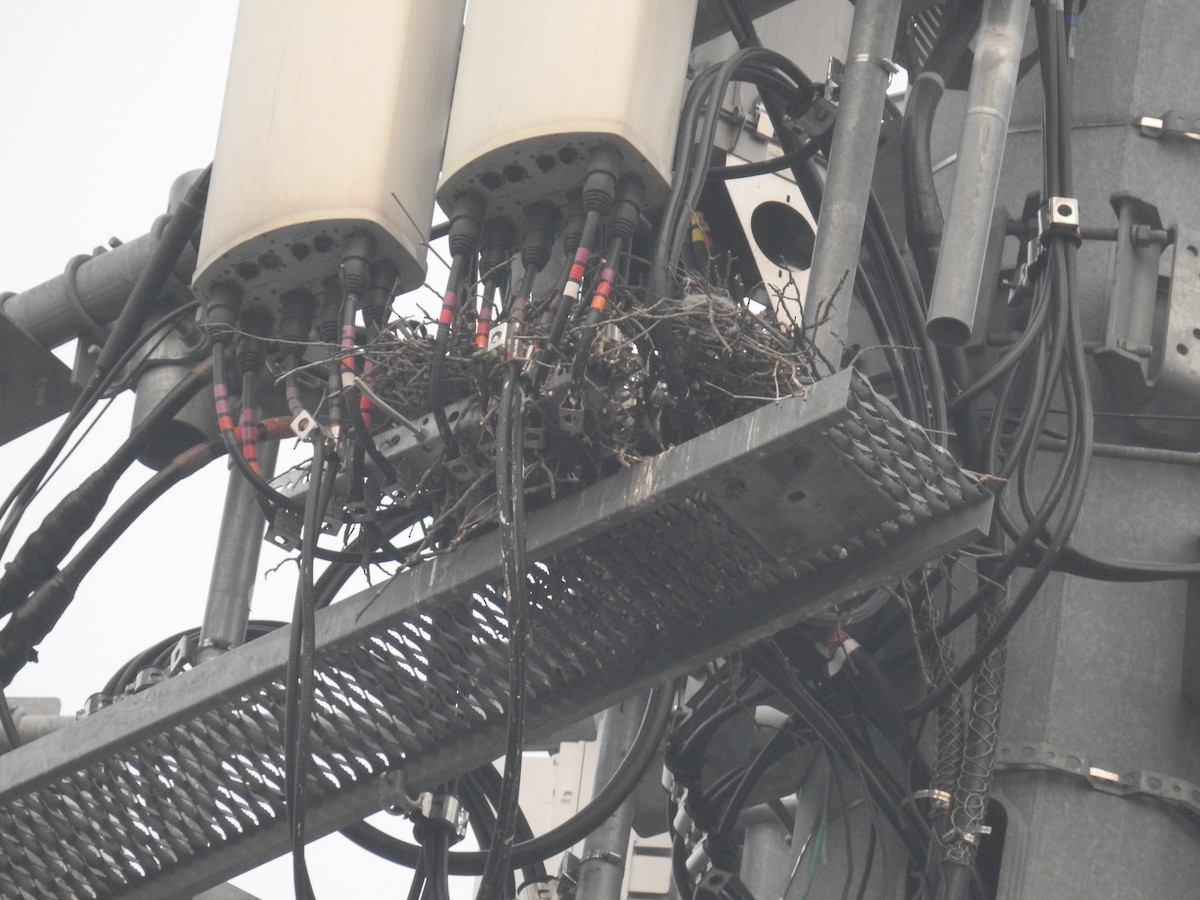 Merlin - ML589066231