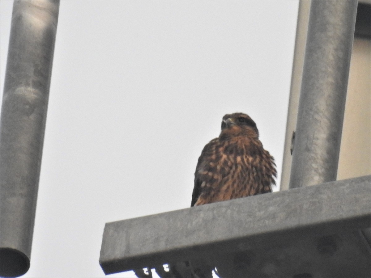 Merlin - ML589066251