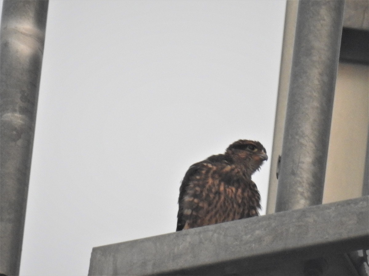 Merlin - ML589066281