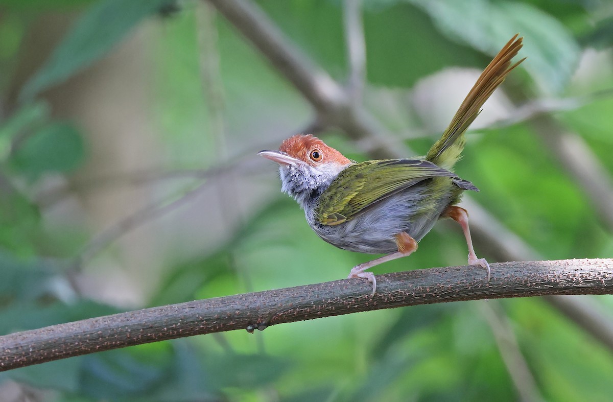 Green-backed Tailorbird - Robert Hutchinson / Birdtour Asia
