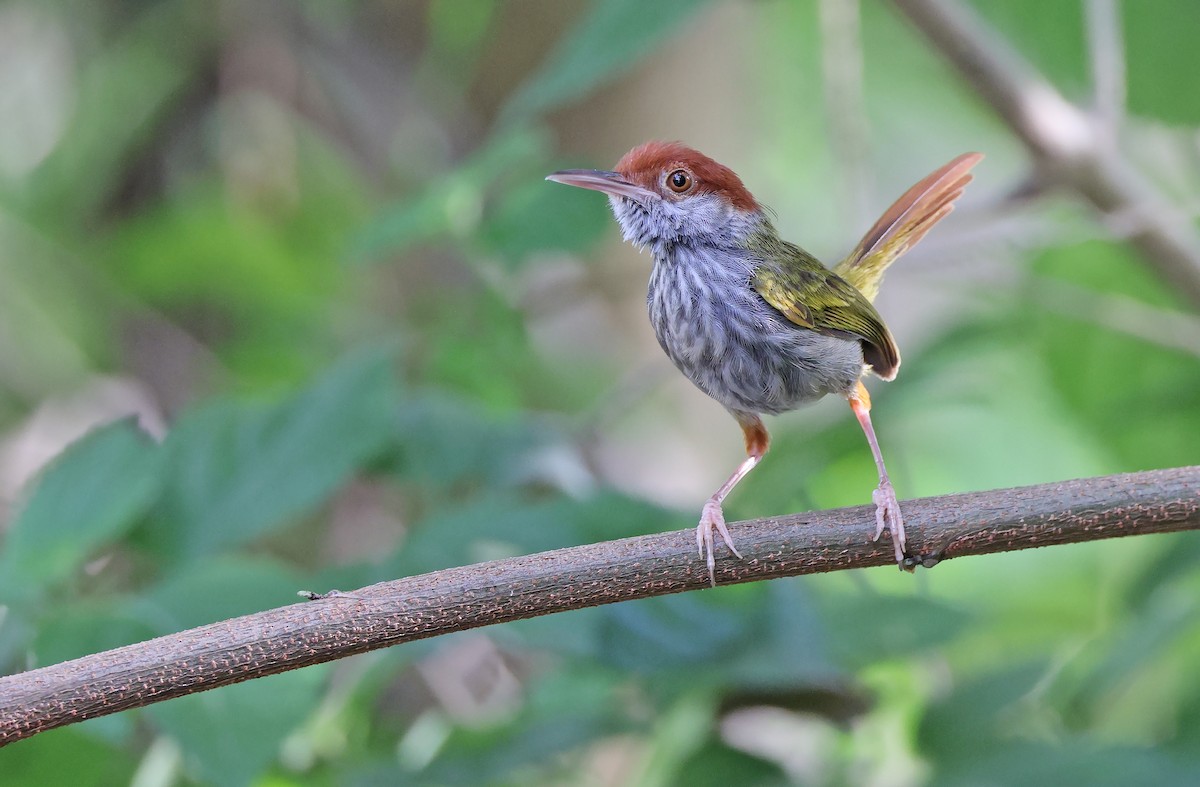 Green-backed Tailorbird - Robert Hutchinson / Birdtour Asia