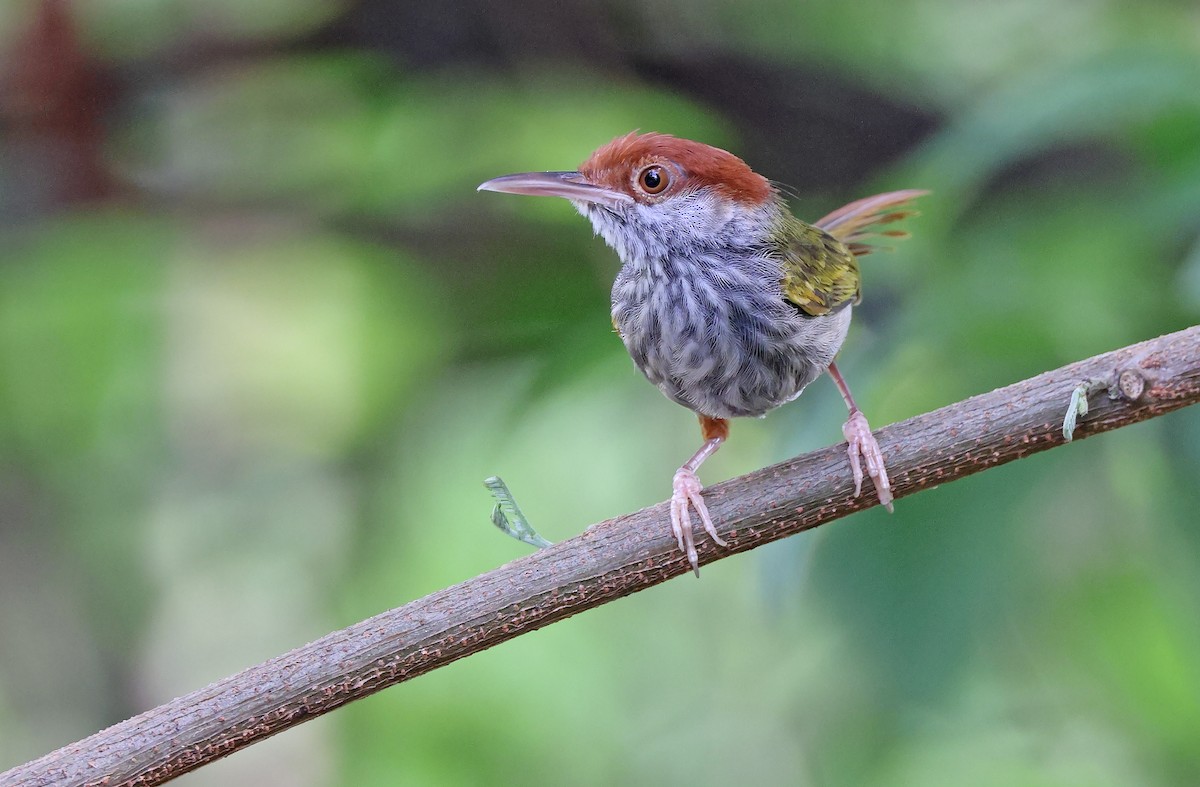Green-backed Tailorbird - Robert Hutchinson / Birdtour Asia