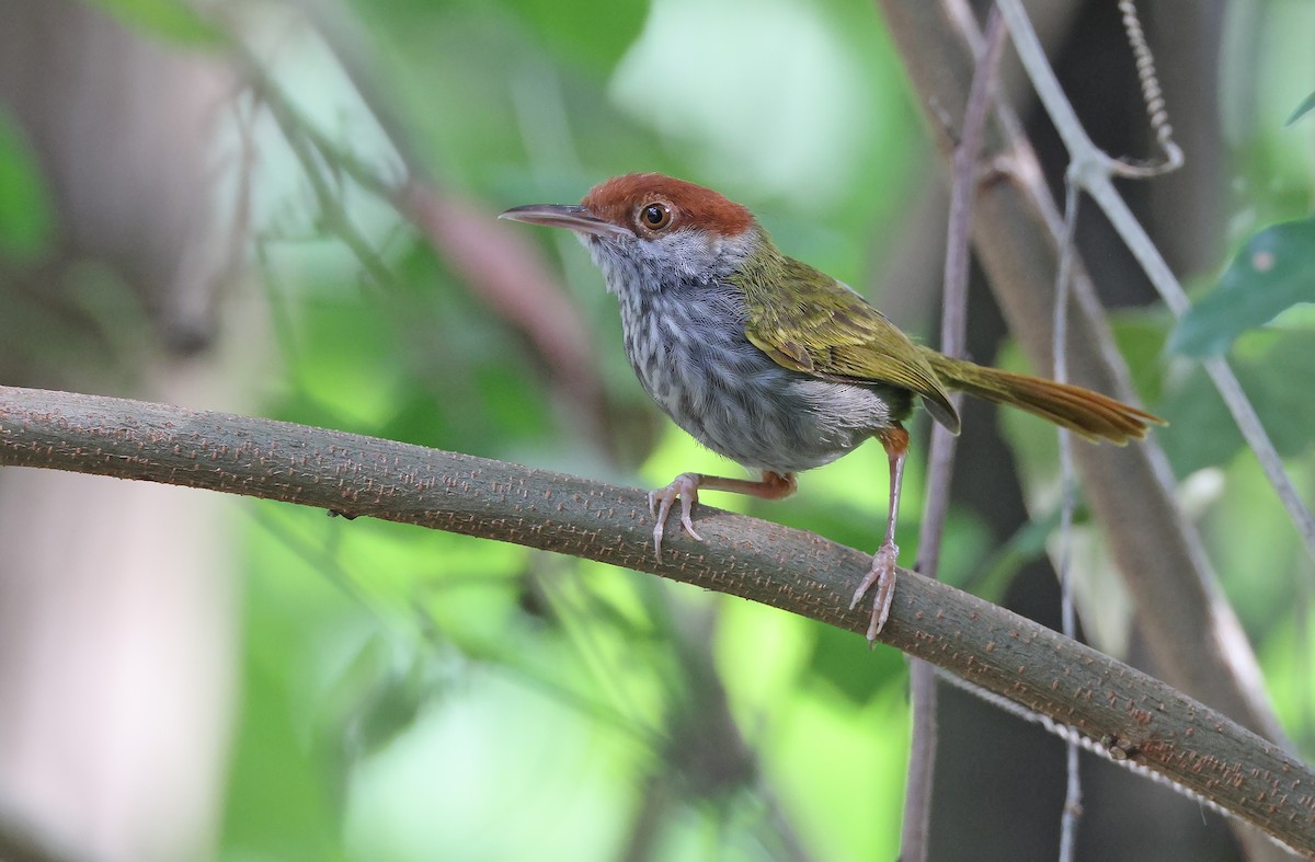 Green-backed Tailorbird - Robert Hutchinson / Birdtour Asia