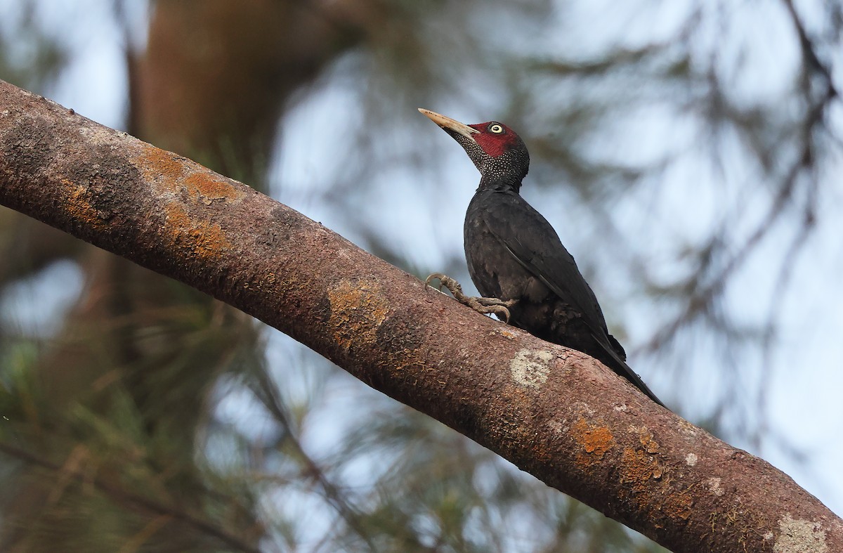 Northern Sooty-Woodpecker - Robert Hutchinson / Birdtour Asia