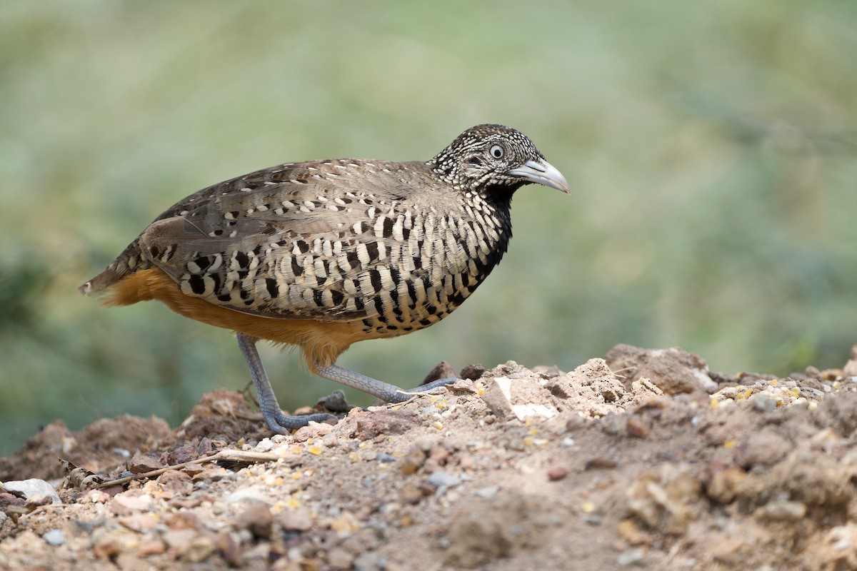 Barred Buttonquail - Sam Hambly