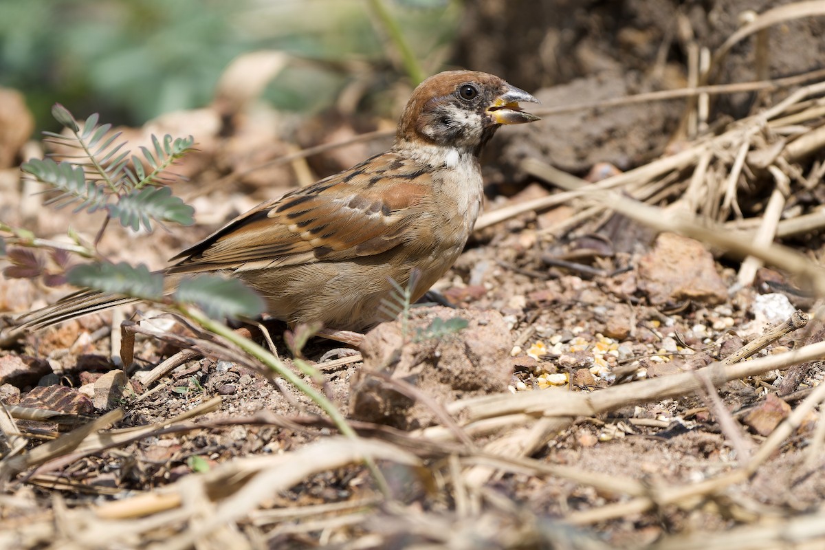 Eurasian Tree Sparrow - ML589068341