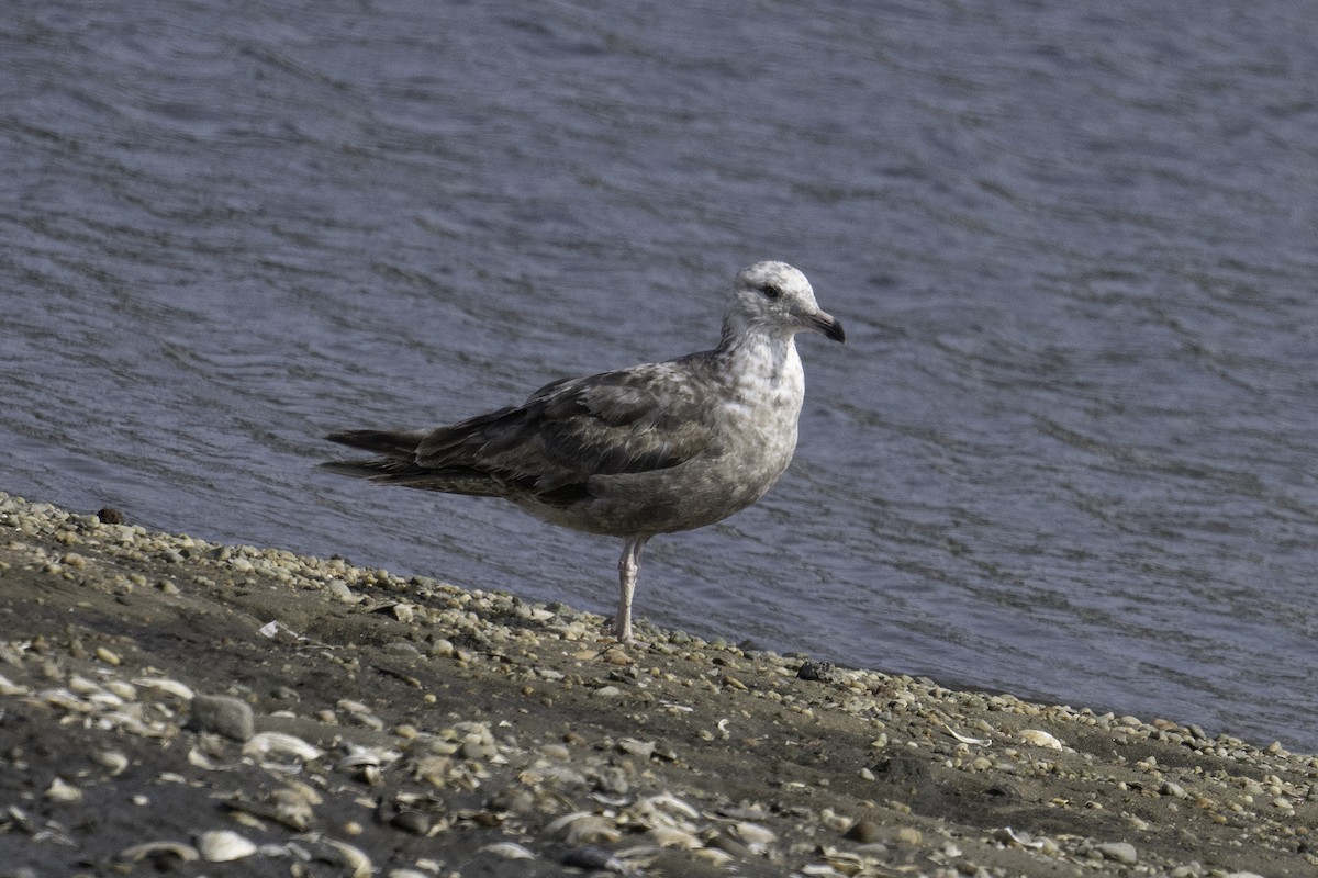 Gaviota Argéntea - ML589068741