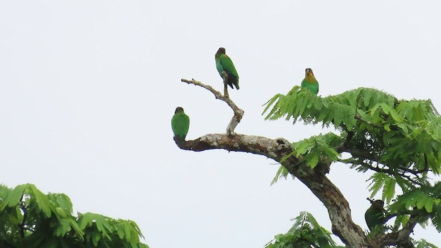 Orange-cheeked Parrot - ML589069511