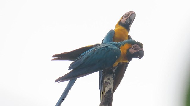 Guacamayo Azuliamarillo - ML589069821