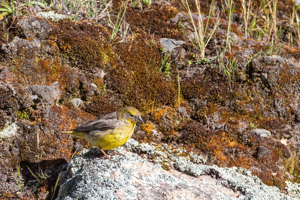 Bright-rumped Yellow-Finch - Anonymous