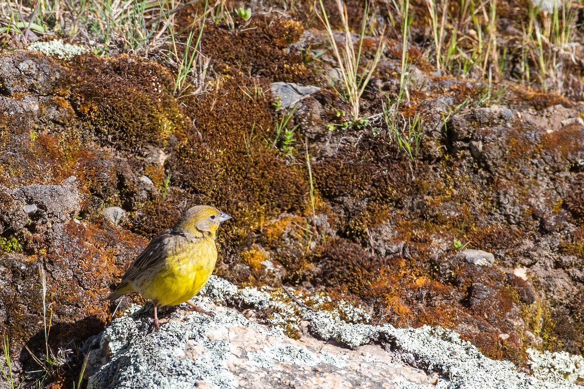 Bright-rumped Yellow-Finch - ML589069901