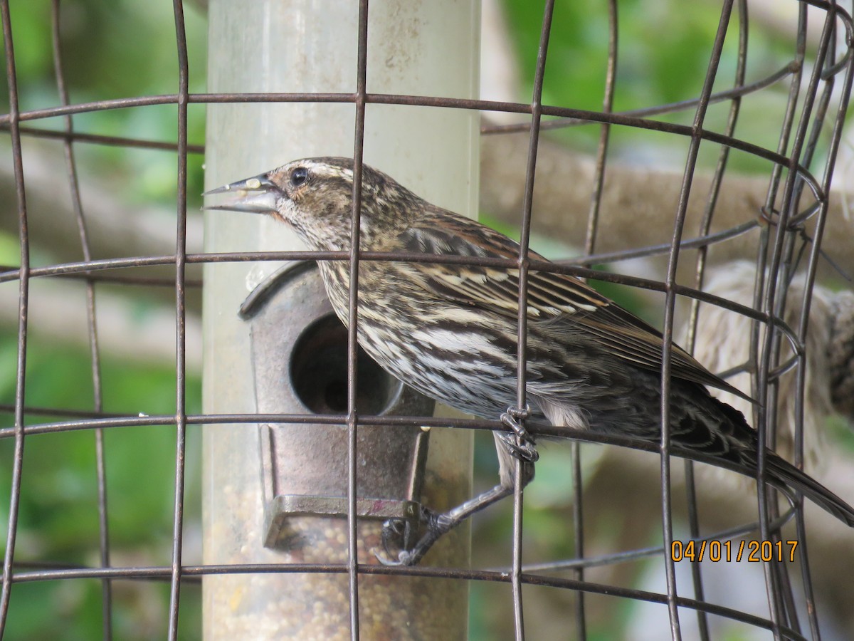 Red-winged Blackbird - ML58906991